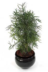 سرخس مارچوبه